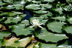 いもり池の蓮