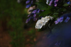 DSC_1163