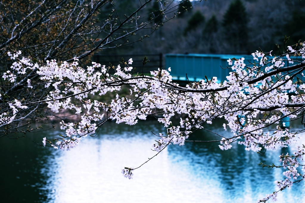 桜