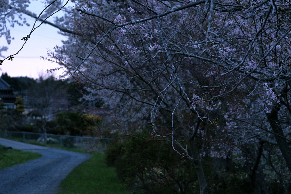 帰り道の桜