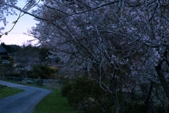 帰り道の桜