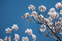 青空と桜