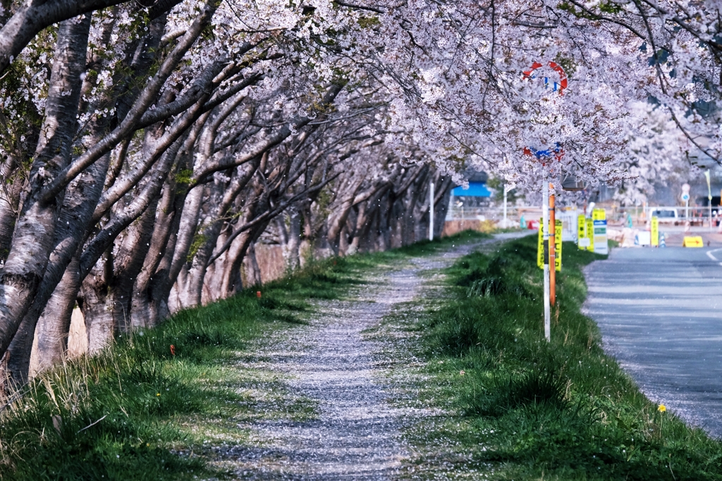 桜並木