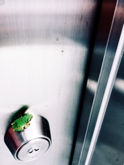 カエル