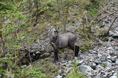四ツ目に見えませんか?