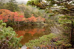 北八ヶ岳　七ツ池　紅葉２