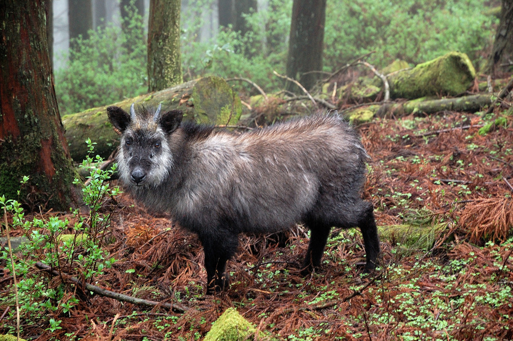 日本カモシカ