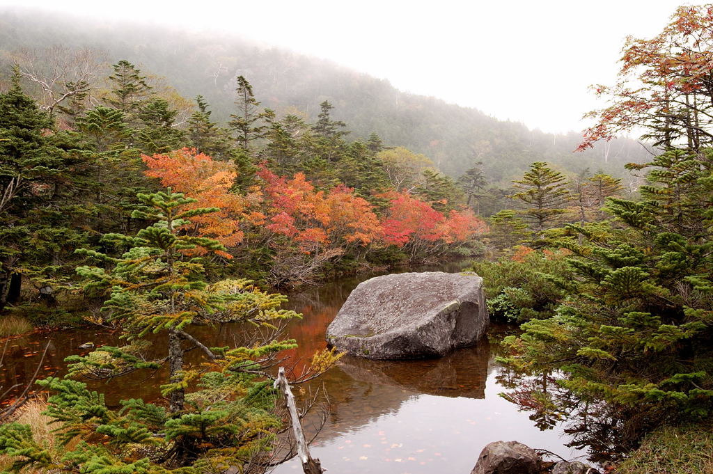 北八ヶ岳　七ツ池　紅葉１