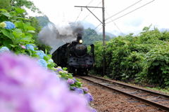 紫陽花と列車-1