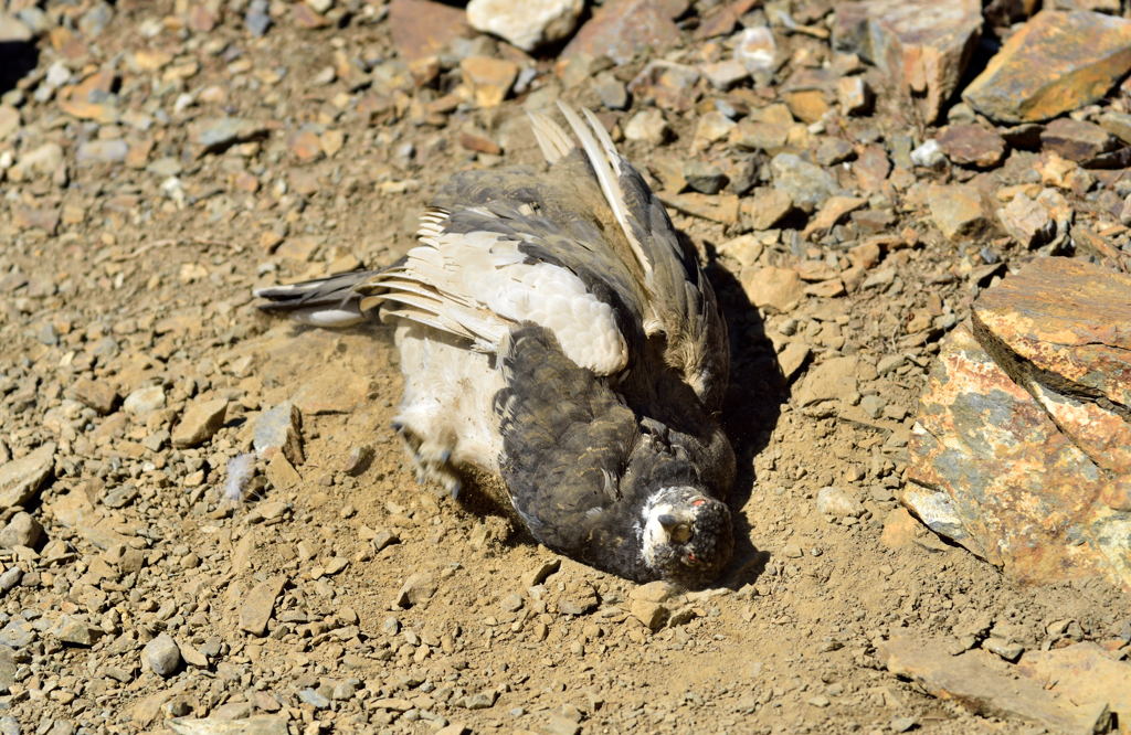 雷鳥の砂浴び
