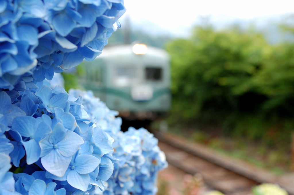 紫陽花と列車-3