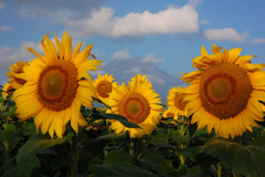 向日葵と富士山