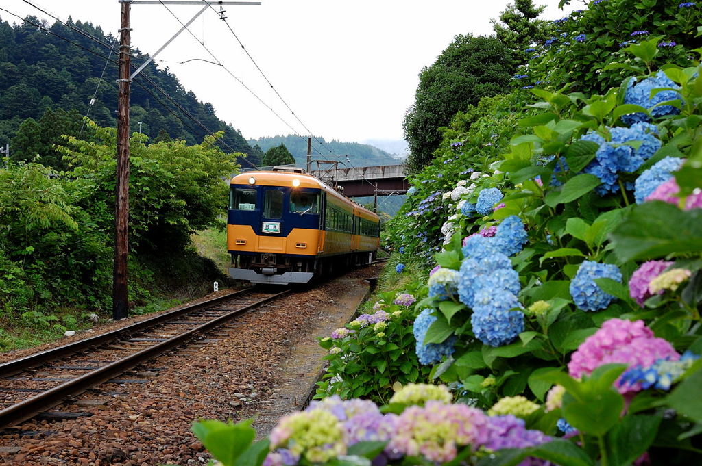 紫陽花と列車-2