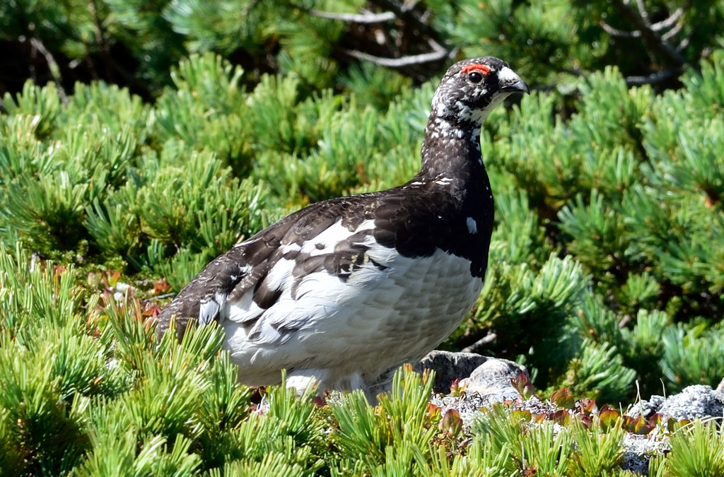 雷鳥　仙丈ケ岳