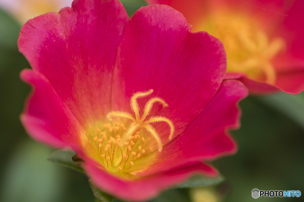 『お祭り騒ぎ』