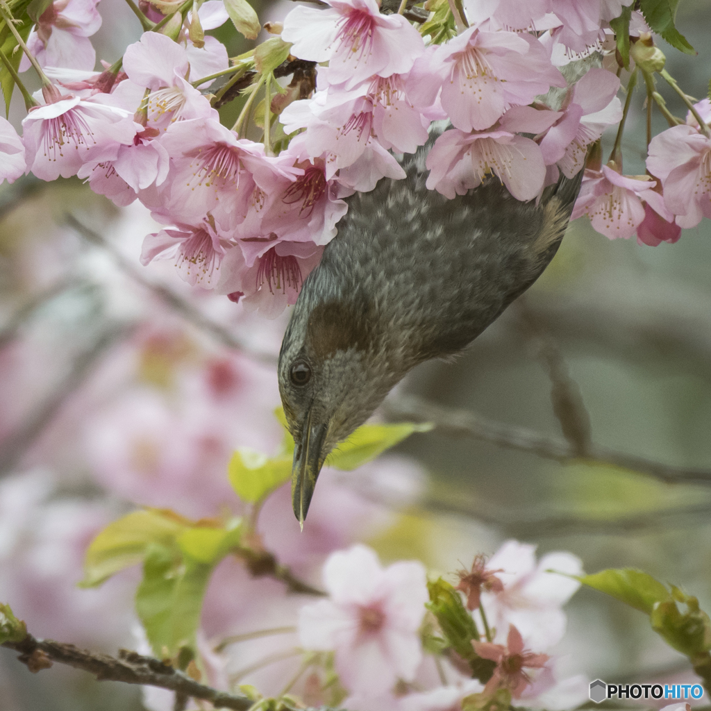 『ヒヨドリと桜』