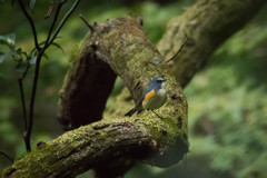 「初撮り青い鳥」