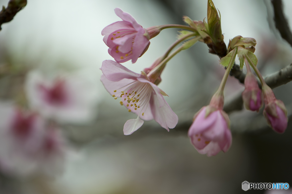 「桜、伊豆の踊子」