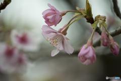 「桜、伊豆の踊子」