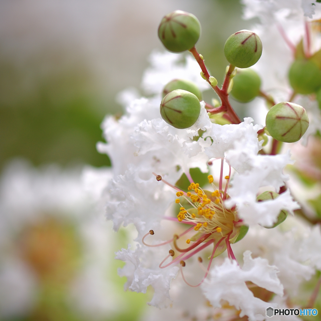 「白い百日紅の花と蕾」