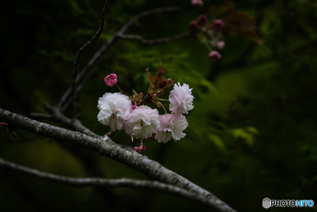 「普賢象（里桜）」