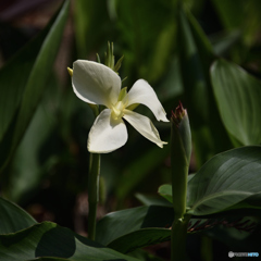 『気になる変な花』