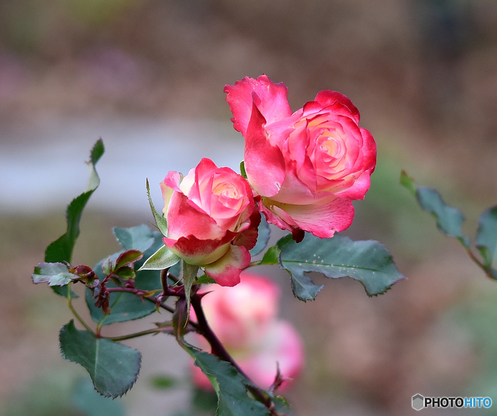 『気になった薔薇たち』