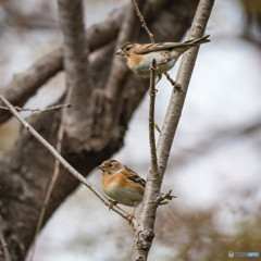 「野鳥　アトリ」