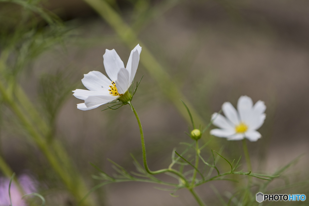 Flexible (フレキシブル)