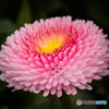 『雛菊』