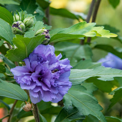 ムクゲ　八重咲　青紫