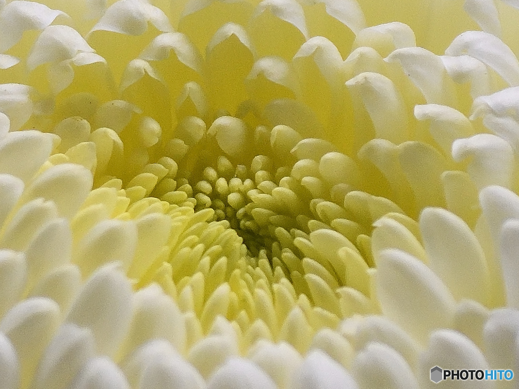 『触手の様な菊の花』