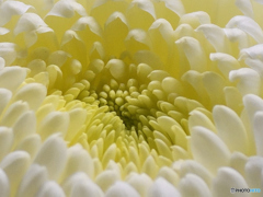 『触手の様な菊の花』