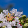 「白いサルスベリの花と青空」