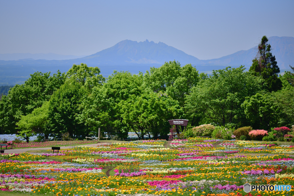 「くじゅう花公園の春」