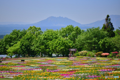 「くじゅう花公園の春」