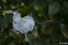 『静かに白い花』