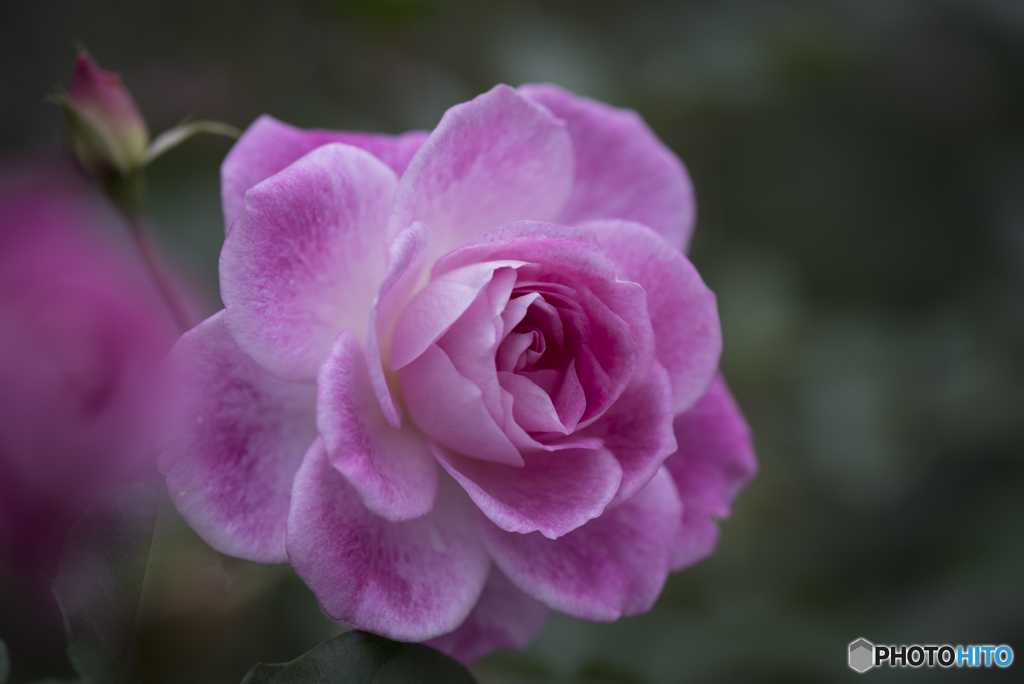 『ice rose』