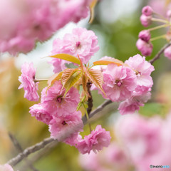 「妹背（里桜）」