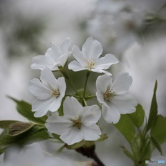 「 大島桜 」