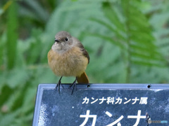 『野鳥の看板シリーズ・ジョウビタキ♀』