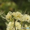 「曼珠沙華」（ヒガンバナ）