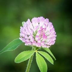  PHOTOBURA  平尾台  茶ヶ床  花（アカツメクサ）