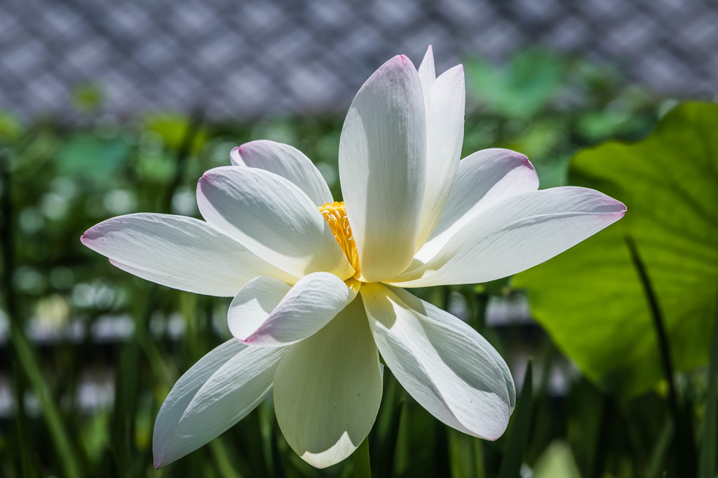 「全開の蓮花」