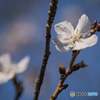 『12月の桜』