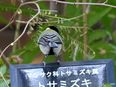 『野鳥の看板シリーズ・シジュウカラ』