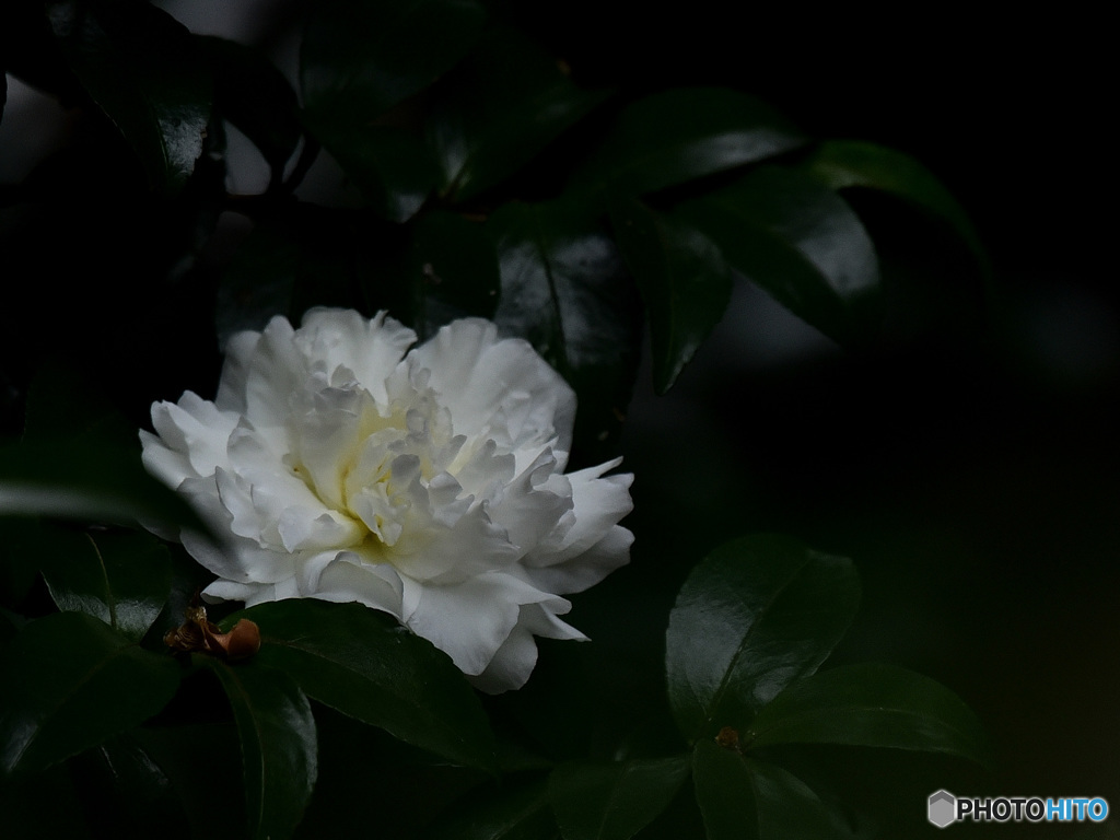 『白い八重咲きの山茶花』