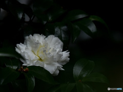 『白い八重咲きの山茶花』