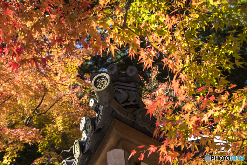 『瓦紋と紅葉』