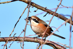 『はやにえ中の百舌鳥』